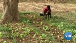 Nigerian Farmers and Cattle Herders Nurture the 'Giving Tree'