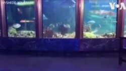 Չիկագոյի ակվարիումը փակ է. պինգվիններին ազատ շարժվելու հնարավորություն է ընձեռվել