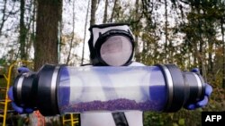 Sven Spichiger, Washington State Department of Agriculture managing entomologist, displays a canister of Asian giant hornets vacuumed from a nest in a tree behind him in Blaine, Oct. 24, 2020.
