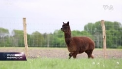 Potraga za COVID19 lijekom uz pomoć Alpaca lama