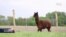 Potraga za COVID19 lijekom uz pomoć Alpaca lama