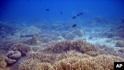 A reef with high coral cover, but the lack of fish suggests it may be less healthy than it appears.