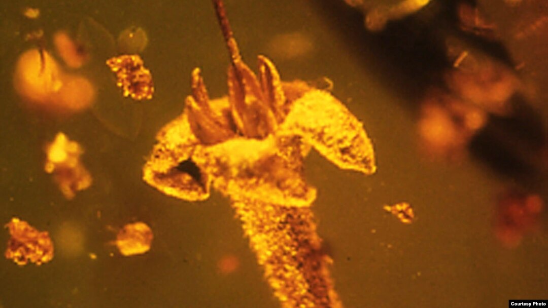The flower of Strychnos electri, trapped in amber at least 15 million years ago, was found in a Dominican amber mine in 1986 by George Poinar. It was named by Rutgers botanist Lena Struwe in 2015.