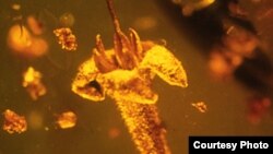 The flower of Strychnos electri, trapped in amber at least 15 million years ago, was found in a Dominican amber mine in 1986 by George Poinar. It was named by Rutgers botanist Lena Struwe in 2015.