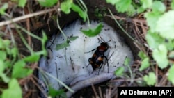 An American burying beetle walks over a dead rat in a hole at the Fernald Nature Preserve in Fernald, Ohio on May 13, 2013. (AP Photo/Al Behrman)