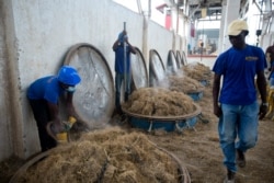 Workers load vetiver roots into vats to be processed at the Frager's factory in Les Cayes, Haiti.