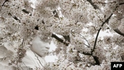 FILE - The statue of Martin Luther King, Jr. is seen through blooming Cherry Blossom trees at the Tidal Basin in Washington, D.C.