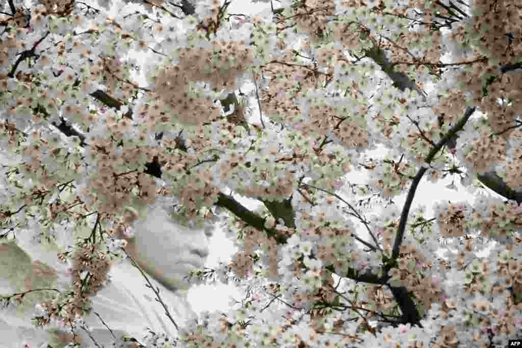 Vaşinqtonda albalı çiçəkləyib - Cheery blossom