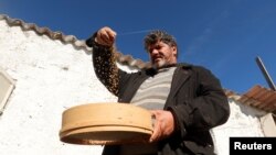 FILE - Tunisian wheat farmer Hasan Chetoui, who is sowing old wheat varieties that he hopes will produce crops throughout the year, sifts wheat at his farm in Manouba, Tunisia, February 15, 2024. 