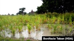 A flooded farm in Payinjiar County, in Unity State. Farmers have asked the government and NGOs for seed stock after last year's failed harvest, caused by flooding.