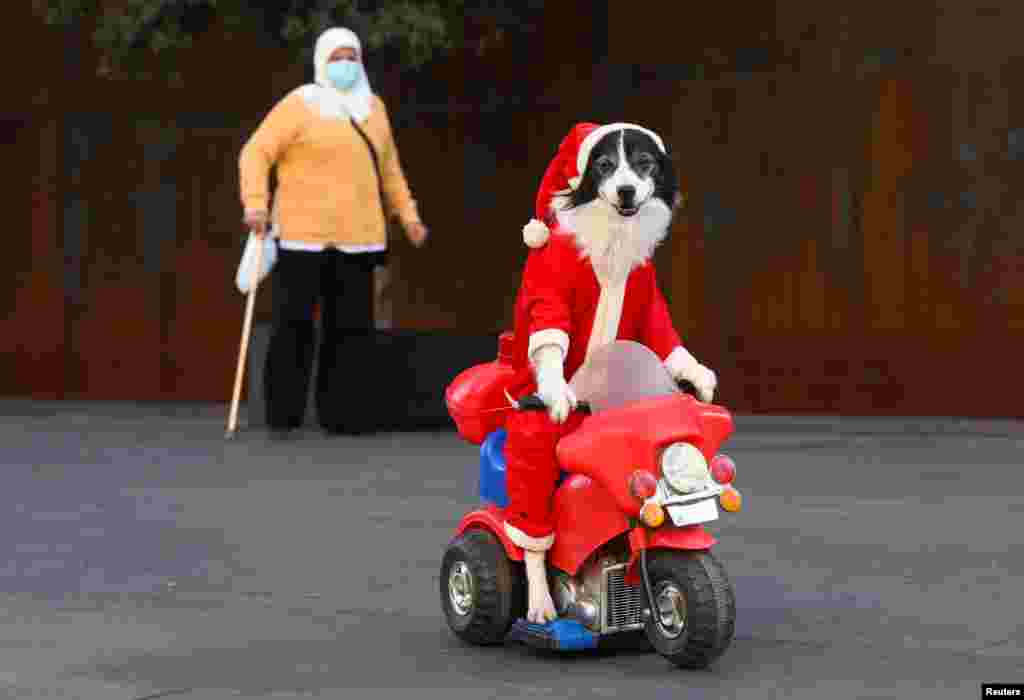 Una mujer con una m&#225;scara protectora camina cerca de un perro disfrazado de Santa Claus en una bicicleta para ni&#241;os, durante un desfile antes de Navidad en el centro de Beirut, L&#237;bano, el 11 de diciembre de 2020. [Reuters].