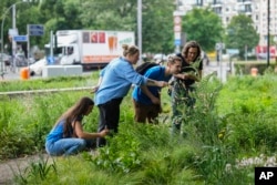 People of the Nature And Biodiversity Conservation Union, or NABU, looking for insects on a small green space in the center of Berlin, Germany, Thursday, May 23, 2024. (AP Photo/Markus Schreiber)
