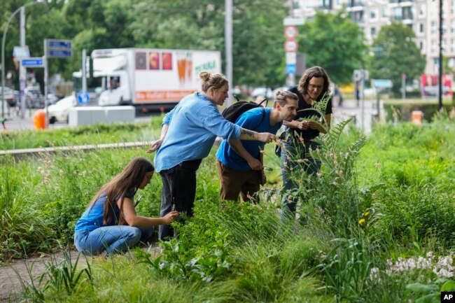 People of the Nature And Biodiversity Conservation Union, or NABU, looking for insects on a small green space in the center of Berlin, Germany, Thursday, May 23, 2024. (AP Photo/Markus Schreiber)