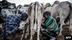 File - Young Pokot pastoralists milk a cow early in the morning in Lomudita, West Pokot, Kenya, Jan. 26, 2020.