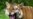 Interpol Joins Push to Save Asian Tigers