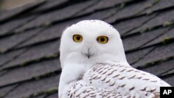 A snowy owl peers out from atop a rooftop in a residential neighborhood where it&#39;s been seen for over a week in Seattle, Washington.