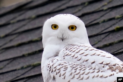 Rus fohishasini tomosha qiling