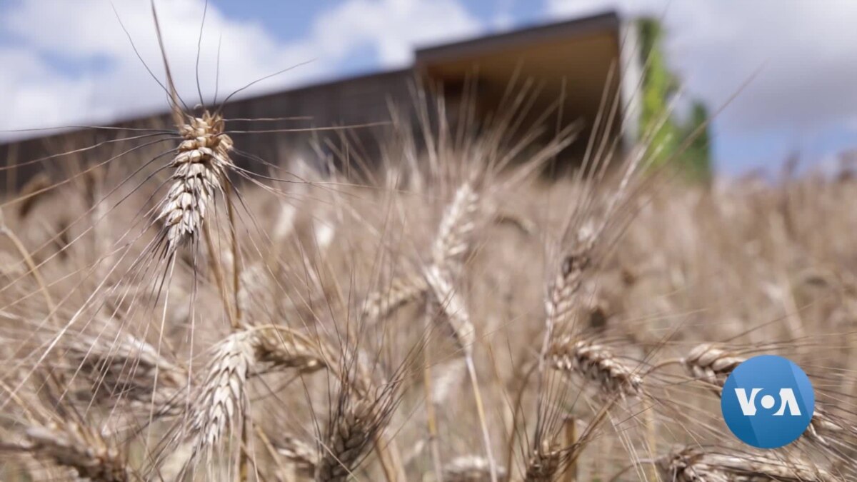 Italian Pasta Company Works to Improve Global Staple