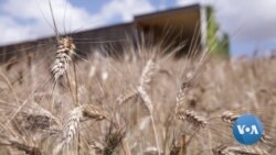 Italian Pasta Company Works to Improve Global Staple