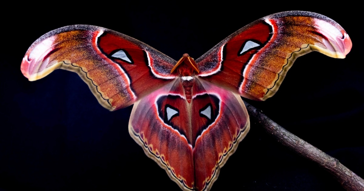 Research Suggests Bright Lights Confuse Insects