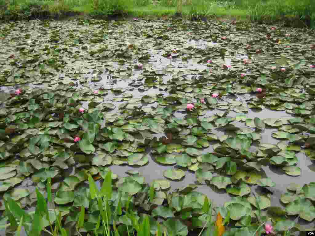 Nilüferler Mayıs sonu itibariyle açıyor, Temmuz ayı nilüferlerin en sevdiği zamanlar