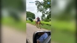 Venezuelalı Üretici Peyniri Katır Sırtında Şehre Taşıyor