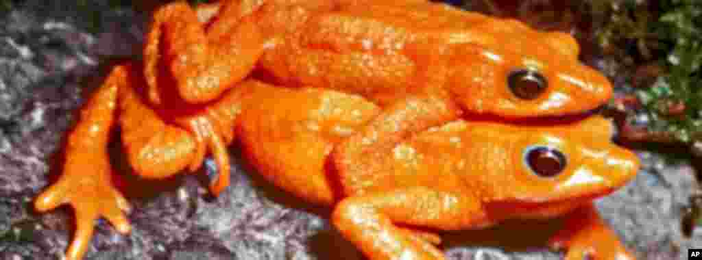 The Scarlet frog was last seen in Venezuela in 1990 in a stream in an isolated forest. (Enrique La Marca)