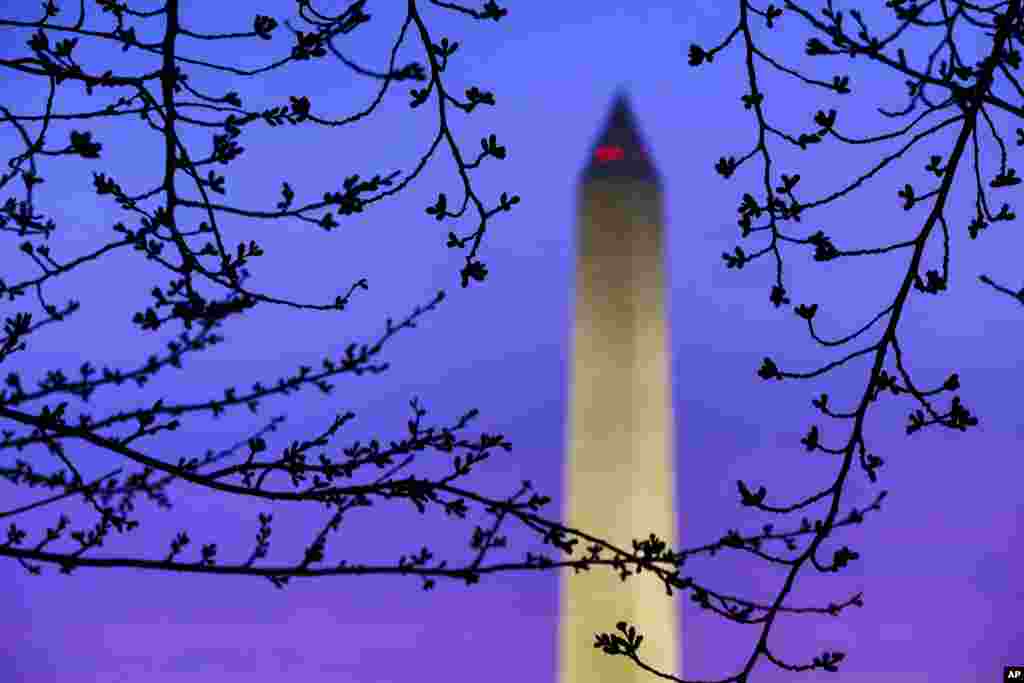 نمایی از بنای یادبود واشنگتن در پایتخت آمریکا از میان شکوفه های گیلاس