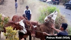 Para peternak Desa Wonoayu, Kabupaten Malang, menggiring kembali ke kandang, ternak sapi miliknya setelah menjalani pemeriksaan kesehatan hewandi lapangan desa tersebut. (Foto: VOA/Petrus) 