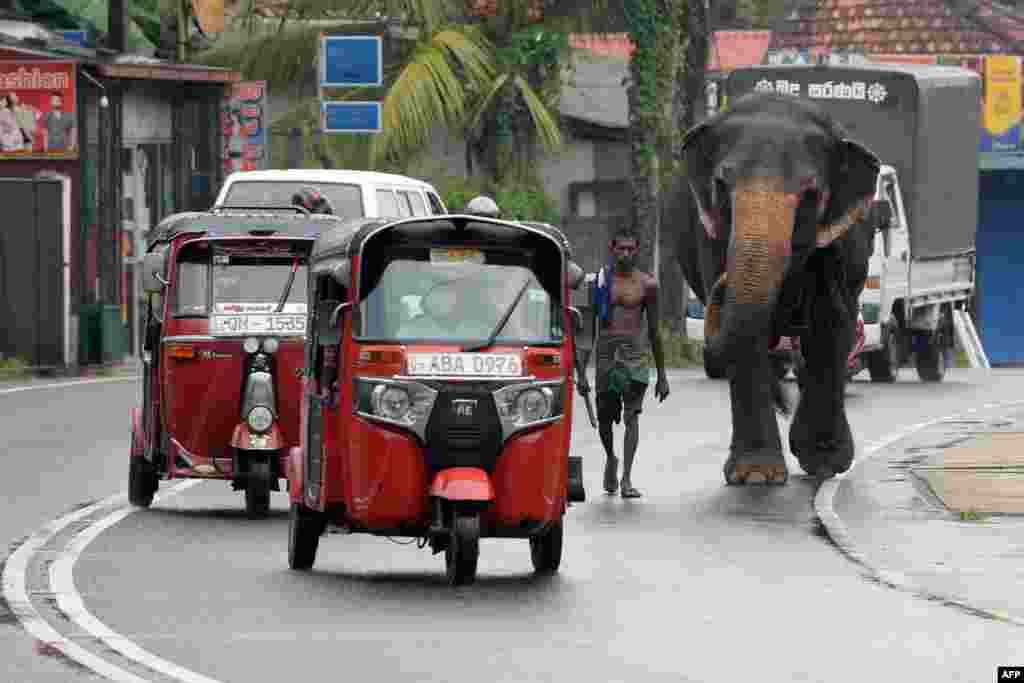 스리랑카 수도 콜롬보의 도로에서 한 남성이 코끼리를 몰고 있다. 