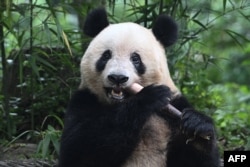 Arhiva - Ženka džinovske pande rođena u Japanu, 12. juna 2017. slavi rođendan 2024 u kineskoj pokrajini Sečuan.