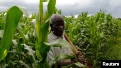 Subsistence farmer Nelson Sikanawawe walks through his field of maize after late rains near the capital Lilongwe, Malawi, Feb. 1, 2016.