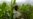 Climate Extremes, Policy Confuse Crop Choices for Malawi Farmers