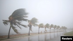 Palm trees sway in the wind as Hurricane Irma bears down on Caibarien, Cuba, Sept. 8, 2017. Irma was weakened a bit by Cuba's terrain but it remains a very powerful Category 4 storm with maximum sustained winds of 215 kilometers per hour.