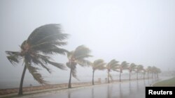 Des palmiers secoués par une tempête avant le passage de l’ouragan Irma à Caibarien, Cuba, le 8 septembre 2017.