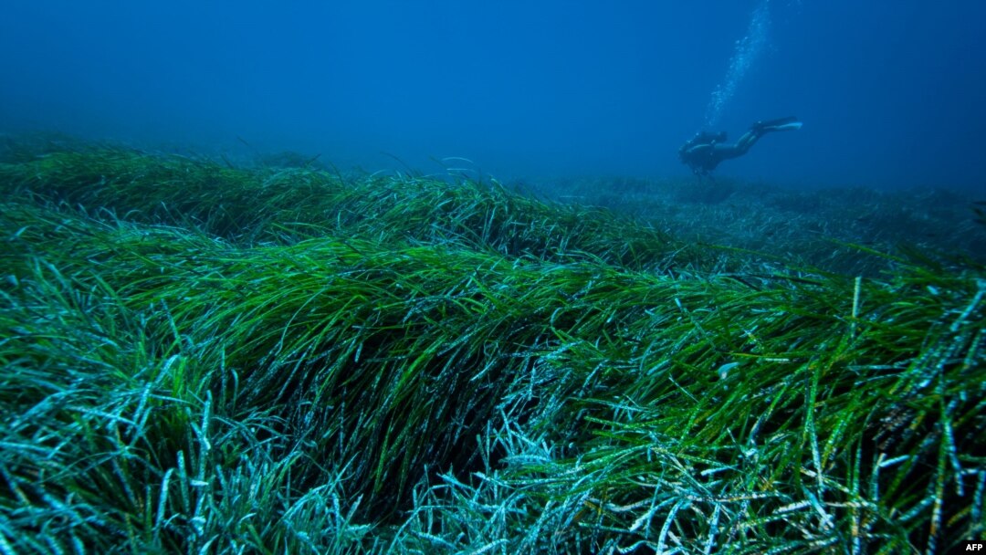 Pemandangan bawah laut dari padang lamun Posidonia Oceanica di Laut Mediterania, sebagai ilustrasi. (Foto: AFP/University of Barcelona/Jordi Regas)
