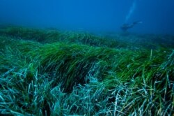 This undated handout photograph released on Jan. 14, 2021 by the University of Barcelona shows an underwater view of a Posidonia Oceanica seagrass meadow in the Mediterranean Sea. (AFP photo / University of Barcelona / Jordi Regas)