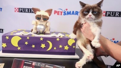 Internet Sensation Grumpy Cat Has Died at Age 7