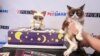 Le célèbre félin préféré des États-Unis, Grumpy Cat, fête son sixième anniversaire lors de l'événement "Save a Fortune" le mercredi 4 avril 2018 à New York. (Mark Von Holden / AP Images pour Purina)