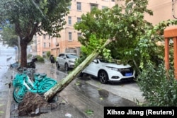 Sebuah pohon tumbang terlihat di jalan-jalan di tengah hujan lebat, setelah Topan Bebinca menerjang Shanghai, China, 16 September 2024. (Foto: REUTERS/Xihao Jiang)