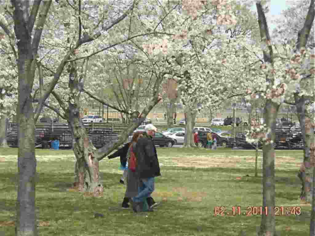 فستیوال شکوفه های گیلاس در واشنگتن ۲۰۱۱