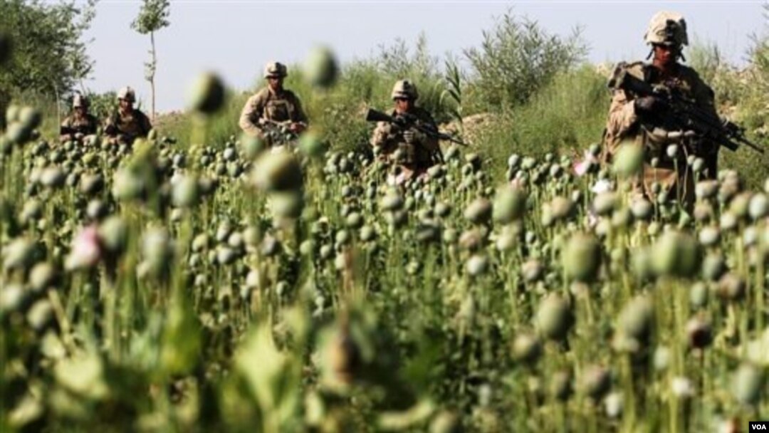 Pasukan NATO melewati ladang opium di Afghanistan.