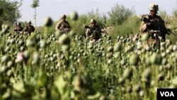 Pasukan NATO melewati ladang opium di Afghanistan.