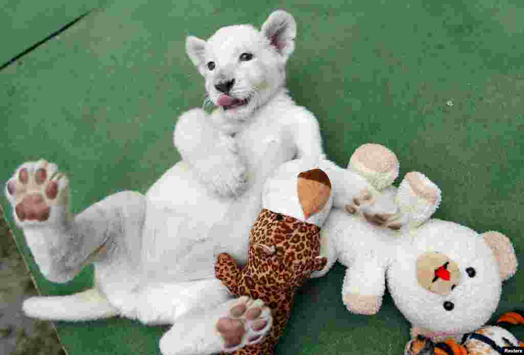 A seven-week-old white lion cub plays at a private zoo in Abony, east of Budapest, Hungary.