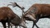 Two deer clash antlers in a field near the village of Kobylintsy, some 305 km north of Minsk, on October 23, 2017.