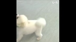 香港兽医专家：宠物感染病毒不等于会传染