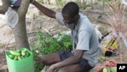 Farmers in the Senegalese village of Keur Madaro are producing more crops with the innovative Super Vegetable Garden program