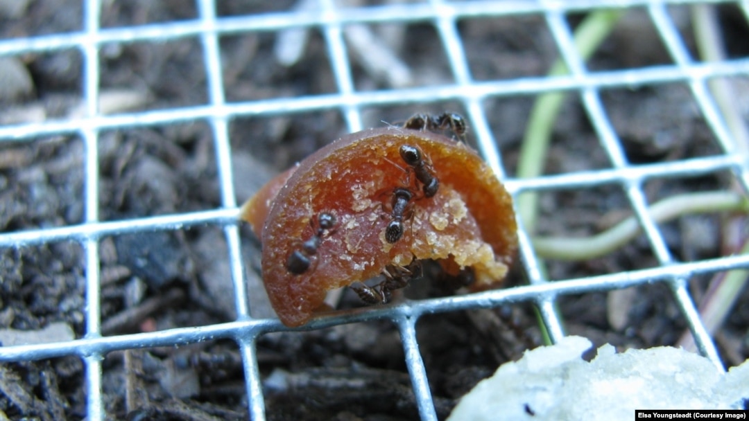 Pavement ants atau semut trotoar memakan umpan yang disediakan dalam percobaan North Carolina State University yang mengkalkulasikan seberapa banyak junk food yang bisa dimakan semut dan antropod lainnya dari jalanan perkotaan di New York.