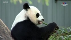 Վաշինգտոնի կենդանաբանական այգու պանդաները, պատրաստ են այգու վերաբացմանը