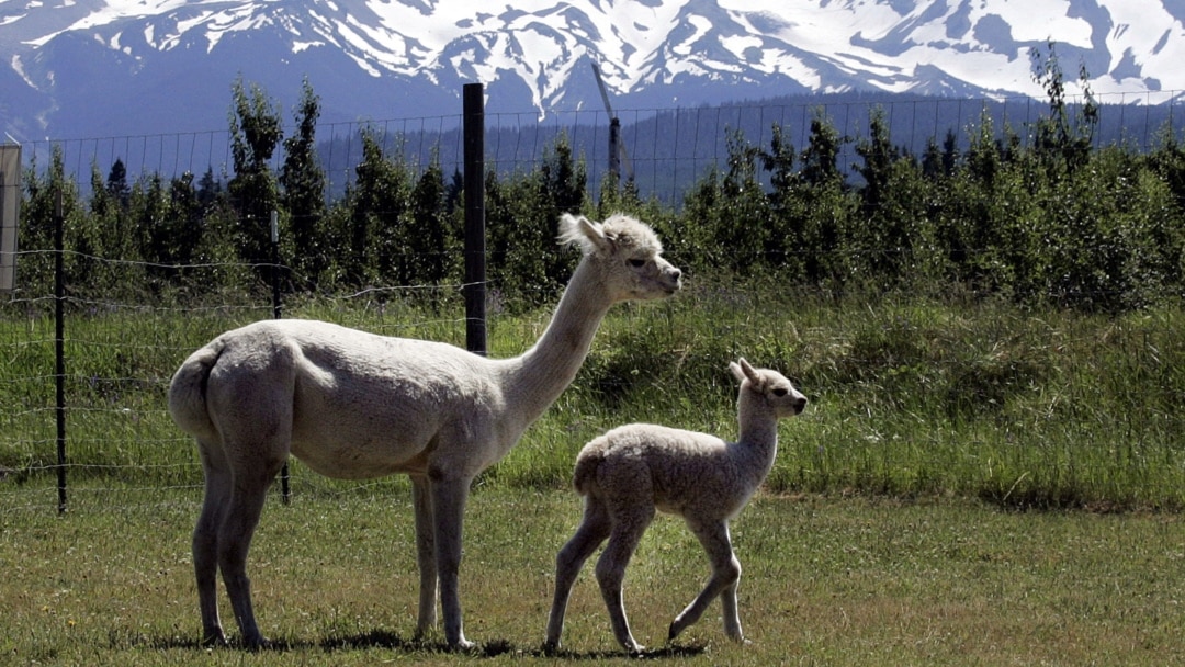 sexcellebity nyuta baydavletova porno Toshakda sikishayotgan geylar